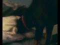 videos de shadow and chip