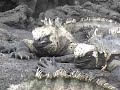 flightless cormorants