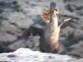 Flightless Cormorants