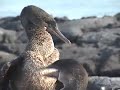flightless cormorants