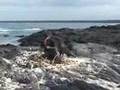 Flightless Cormorants