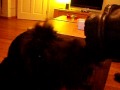Likkende honden bijten niet