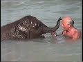Kleiner Elefant badet im Meer
