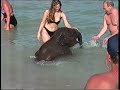 Kleiner Elefant badet im Meer