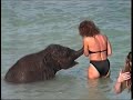 Kleiner Elefant badet im Meer