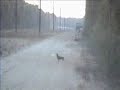 if u miss a deer three times, quit hunting if u miss a deer three times, quit hunting