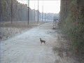 えっ??銃弾を見切るシカ3.jpg