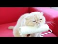 ふくさんは、コロコロがお好き。