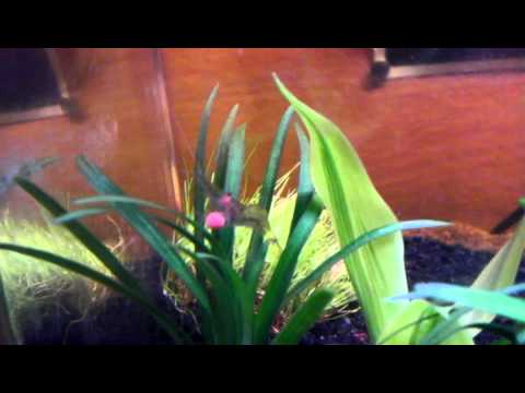 how to cure ghost shrimp