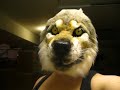 Realistic Gray wolf mask wip