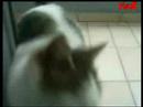 my runk cat, burp every day in the house
-
ntropi kai esxos