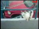 crazy cat - Gatos Revete
