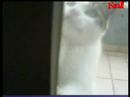 my runk cat, burp every day in the house
-
ntropi kai esxos
