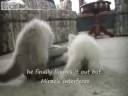 Funny Kittens , not too smart