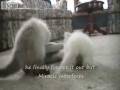 videos de Funny Kittens , not too smart