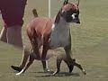 Diego......a beautiful boxer