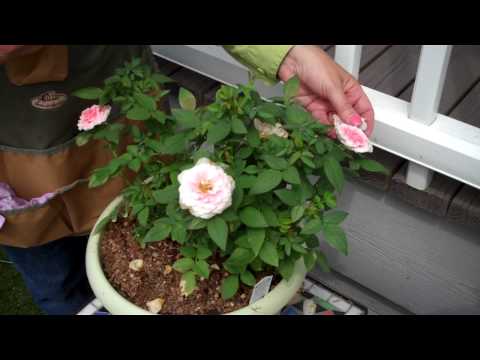 how to fertilize miniature roses