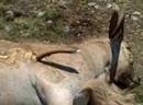 Aoudad Down