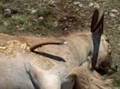 Aoudad Down