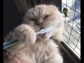 Les Chats Nous Font Rire