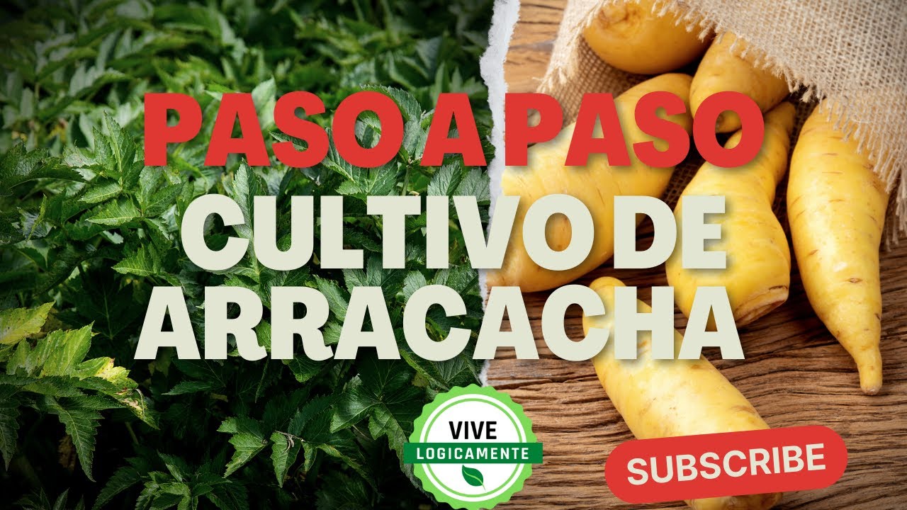 Paso a paso cultivo de arracacha  #vivelogicamente