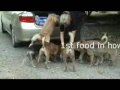 Feeding Dogs in Chiang Mai