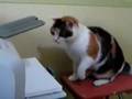 Cat vs. Printer