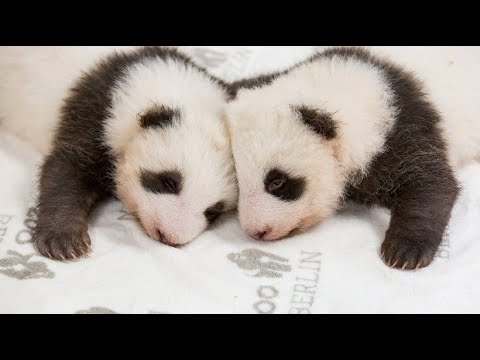 Berlin: Zuckers - so kuscheln die Berliner Baby-Pandas im Berliner Zoo