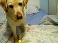 videos de Cody and the Attach of the Balloon
