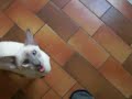Callas a faim