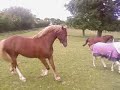 bucking new horse meets others and then they go mad