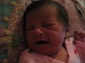 baby amarillis