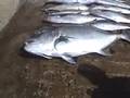 RFID Fishing Fiji:  Giant Trevally