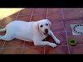 Anuska,Perra labradora blanca,ataca a pobre saltamontes!