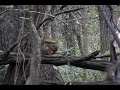 squirrel hunting - MISS!!!