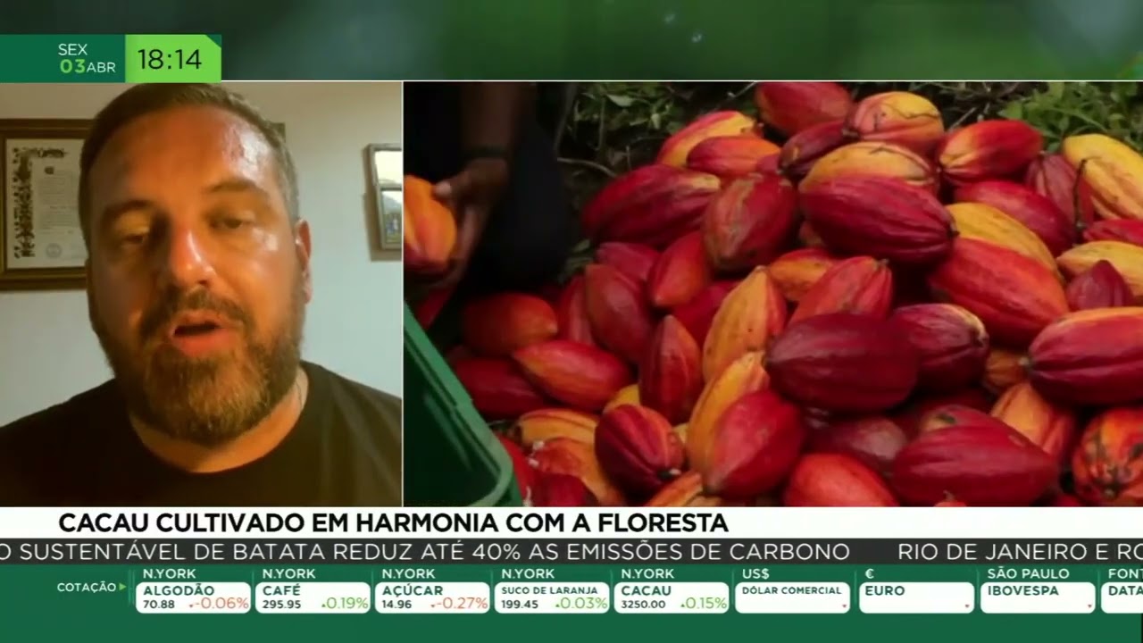 Cacau cultivado em harmonia com a floresta