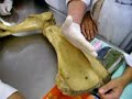 anatomia veterinaria   bases oseas del miembro toracico  p1 