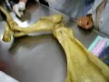 anatomia veterinaria   bases oseas del miembro toracico  p1 