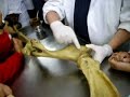 anatomia veterinaria   bases oseas del miembro toracico  p1 