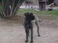 Bullmastiff video
