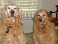 Grateful Golden Retriever Rescue