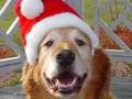 Golden Retriever video