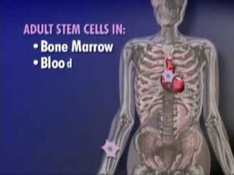 Adult Stem Cell Results & Embryonic ...