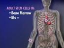 Adult Stem Cell Results & Embryonic Stem Cell Ethics Video