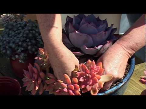 how to replant succulent clippings