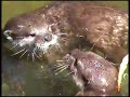 Otters at the Otter Trust, Earsham, Suffolk, UK. Otters at the Otter Trust, Earsham, Suffolk, UK.