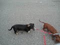 Max  Rocky Walking