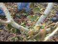 videos de How to ID Ginkgo biloba