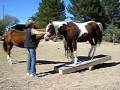 Natural Horsemanship Teeter Totter