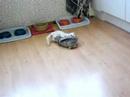 Tommy en Silvie spelen